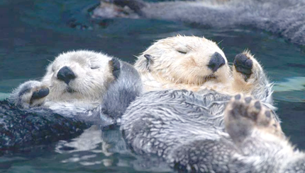 �������ֺ����������ʯͷ�ÿ���Ӳ��ʳ��