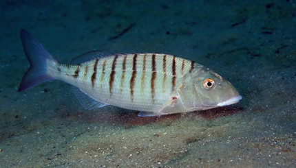 ��һ��:������һ���Ǻ�β�������ص�