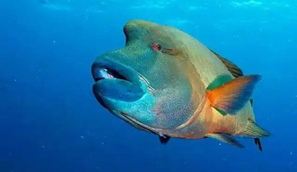 �����׳Ƶġ���ü�㡱�����������㣿