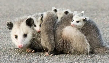 ������һ��������