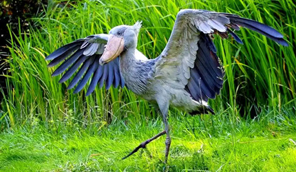 ���·��Ͼ�ͷ����������