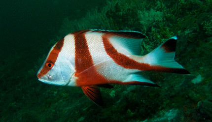 ��һ��:�����Ƶ�������Ϊʲô������