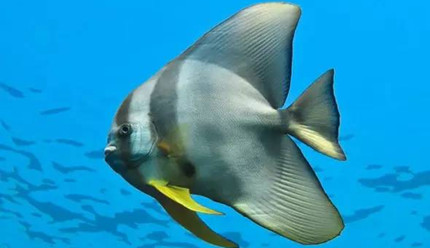 ������һ����Բ�����������αװ��ʽ��