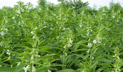 С��������:��֥���ܸ���ͷ��������