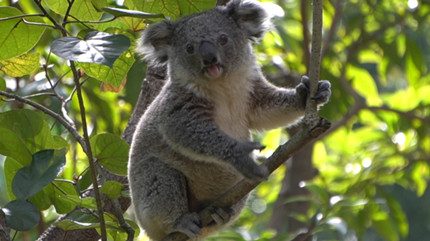 С������������:��������Ҫʳ����