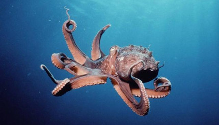 ���ֺ�����ӵ�к�����ͬ���������ϵͳ��