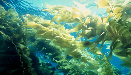 ����Ὺ����