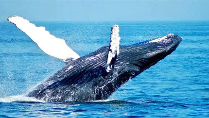 ���ּ���������׷�ٴ��ͺ������Ǩ��·�ߣ�