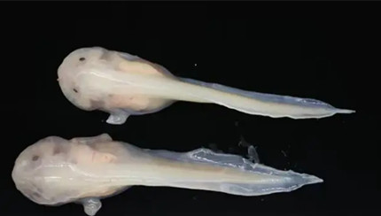 Ϊ����Ӧ��ѹ��������Ԩʨ����ӵ�У�