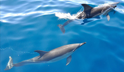 ����������������Ĵ�����