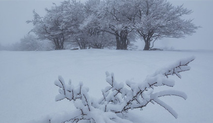 ���ǳ�˵����ѩ�׷��ꡱ����Ҫ����Ϊ��ѩ