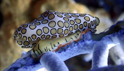 ��һ�£�������������ţ������������