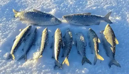 �ں���Ķ��죬�������ᶬ����