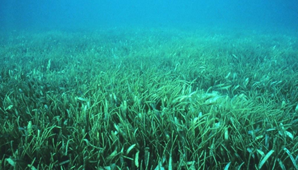 ���ֺ�����̬ϵͳ����Ϊ���������