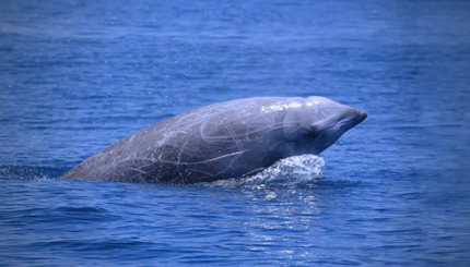 �������ֺ����鶯��Ǳˮʱ�������