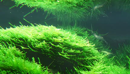 ������ֲ��ïʢ�����������ǿʱ����ˮ�е��ܽ���������������