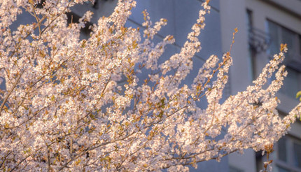 ���۹����п��������������µı��֣��������