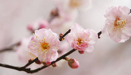 �Ŵ������С�����ʤ����ϰ�ף�����ʤ��ָ����ʲô���