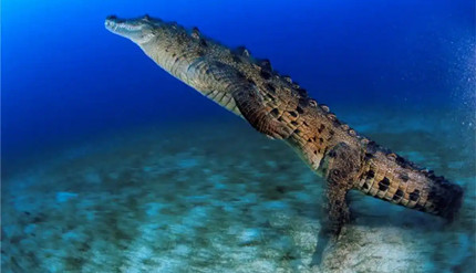 ���������������ں���������