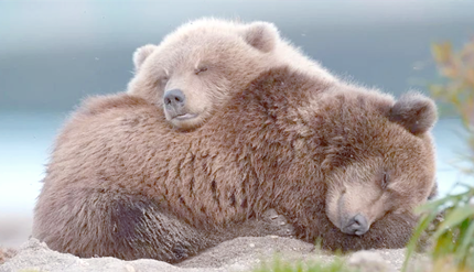 ���߶�������˯ǰ�������ʳ����Ҫ��Ϊ�˴���������������