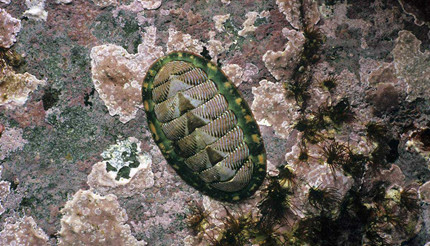 ʯ��������һ�ຣ���