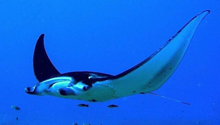 ţ������������ͷ��������ʲô��