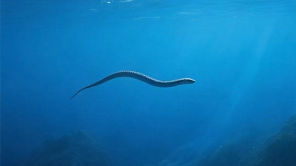 ����β������������Ҫ��Ϊ��