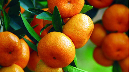 ɰ���ٺ����̲���ͬʳ