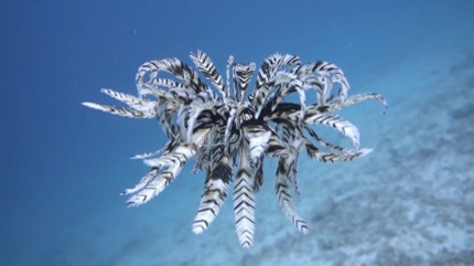 ��������һ�ֺ�����